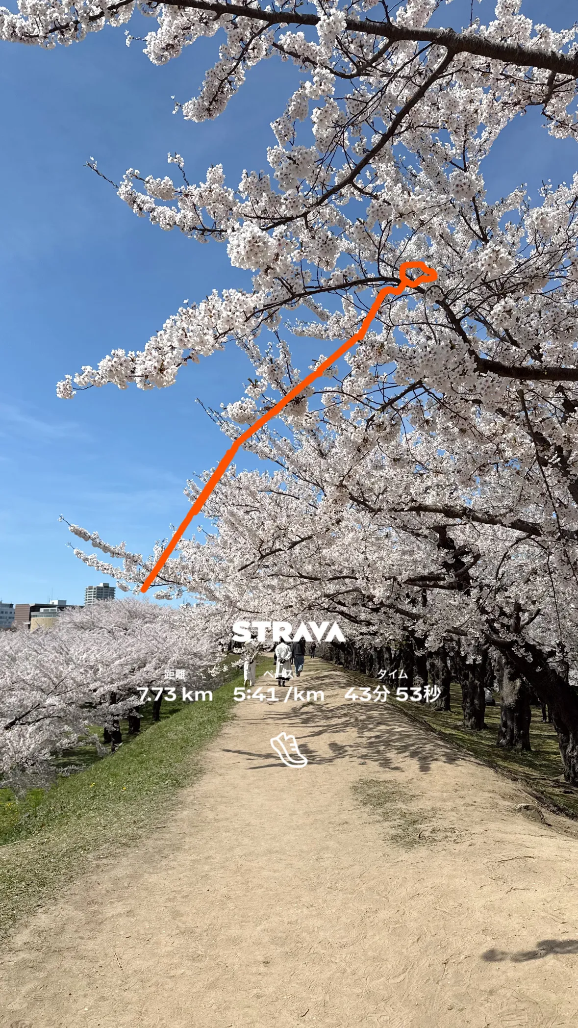 五稜郭公園の桜と STRAVA の記録