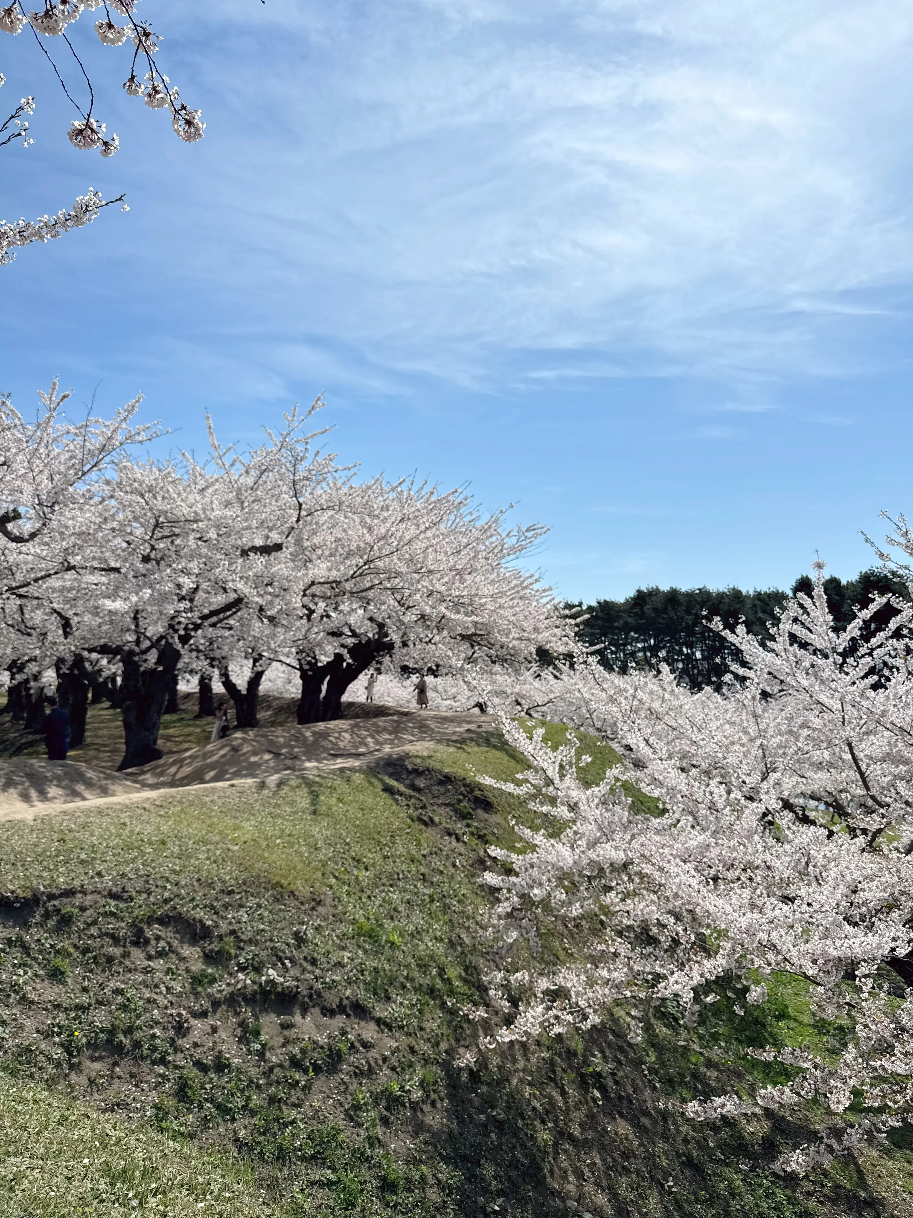 五稜郭公園の桜